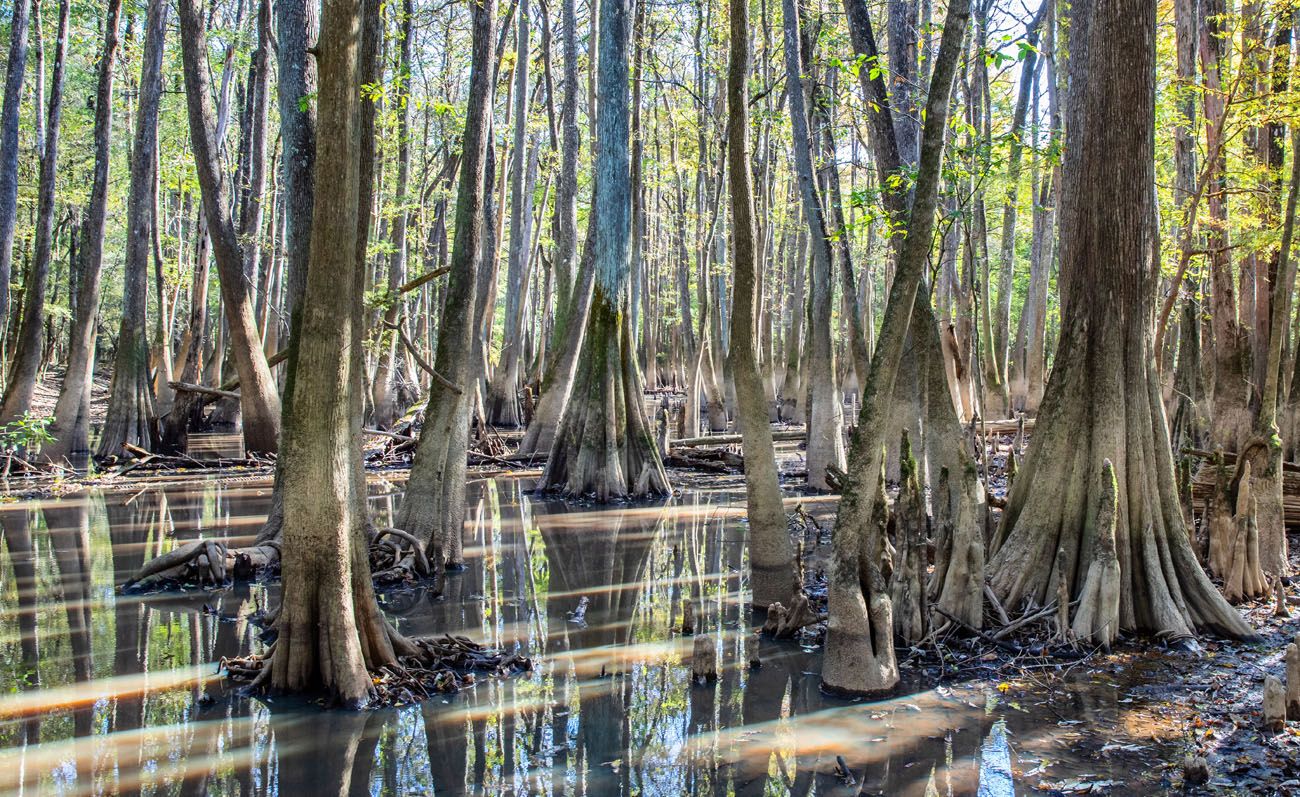 Top 10 Things To Do In Congaree National Park – Earth Trekkers