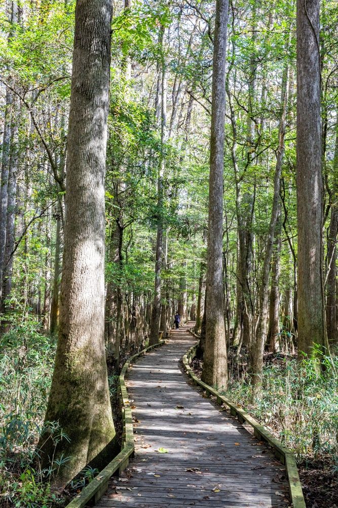 Hikes in Congaree