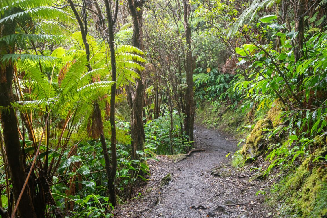 How to Hike the Kīlauea Iki Trail in Hawai’i Volcanoes National Park