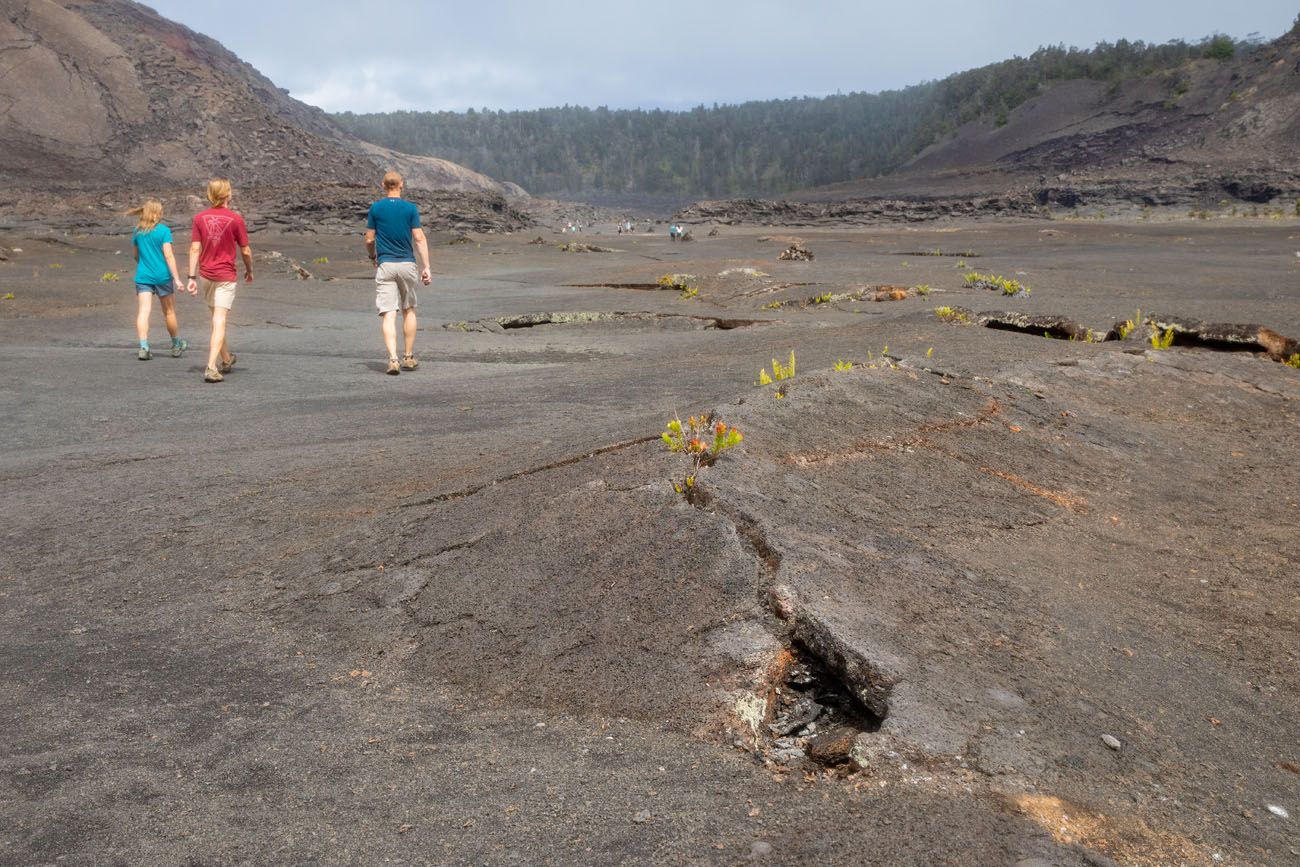Kilauea Iki Crater Trail Photo