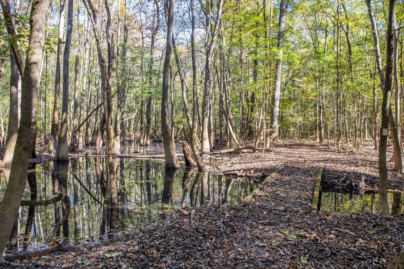 Kingsnake Trail best things to do in Congaree