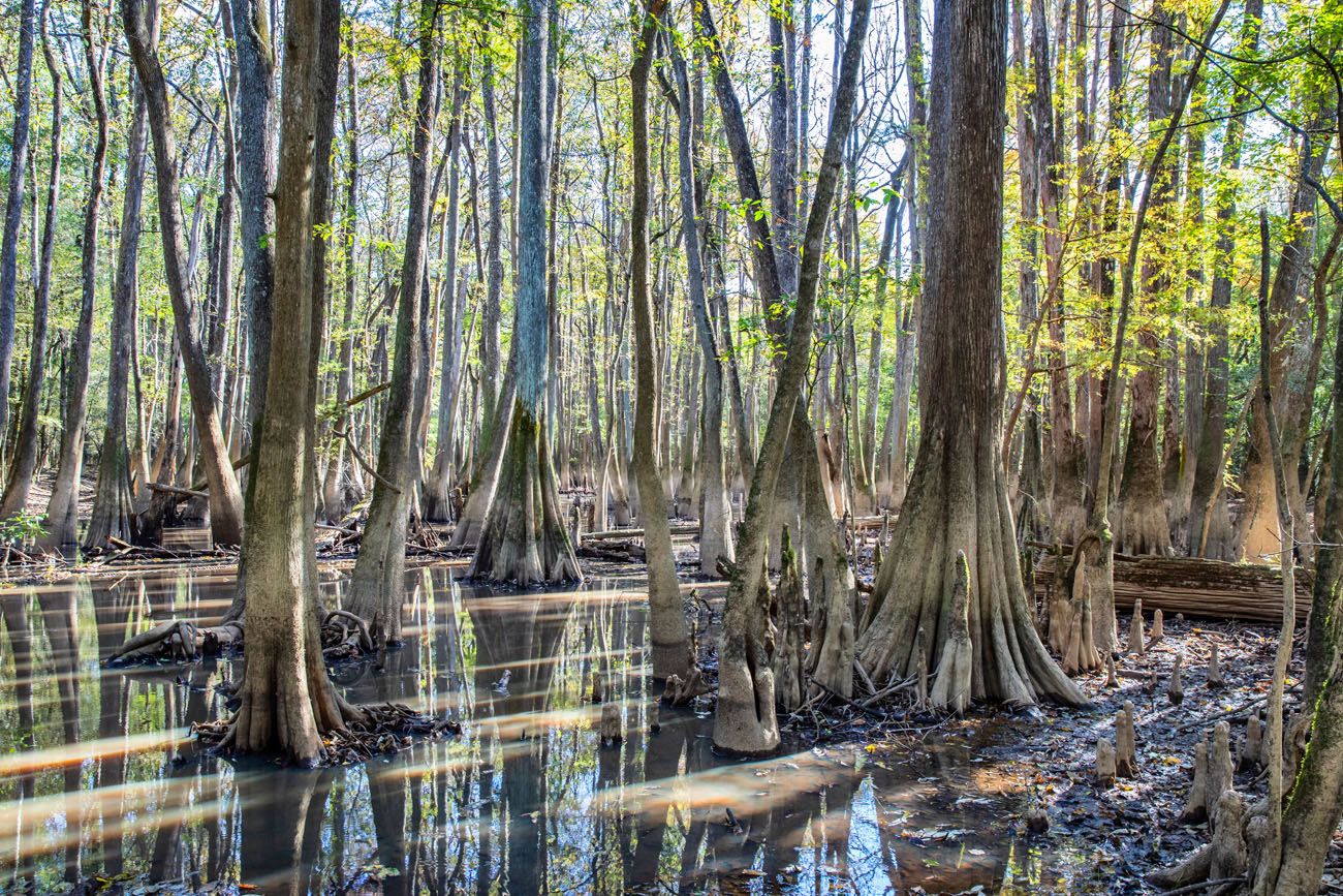 One Day in Congaree Photo | Best National Parks in March