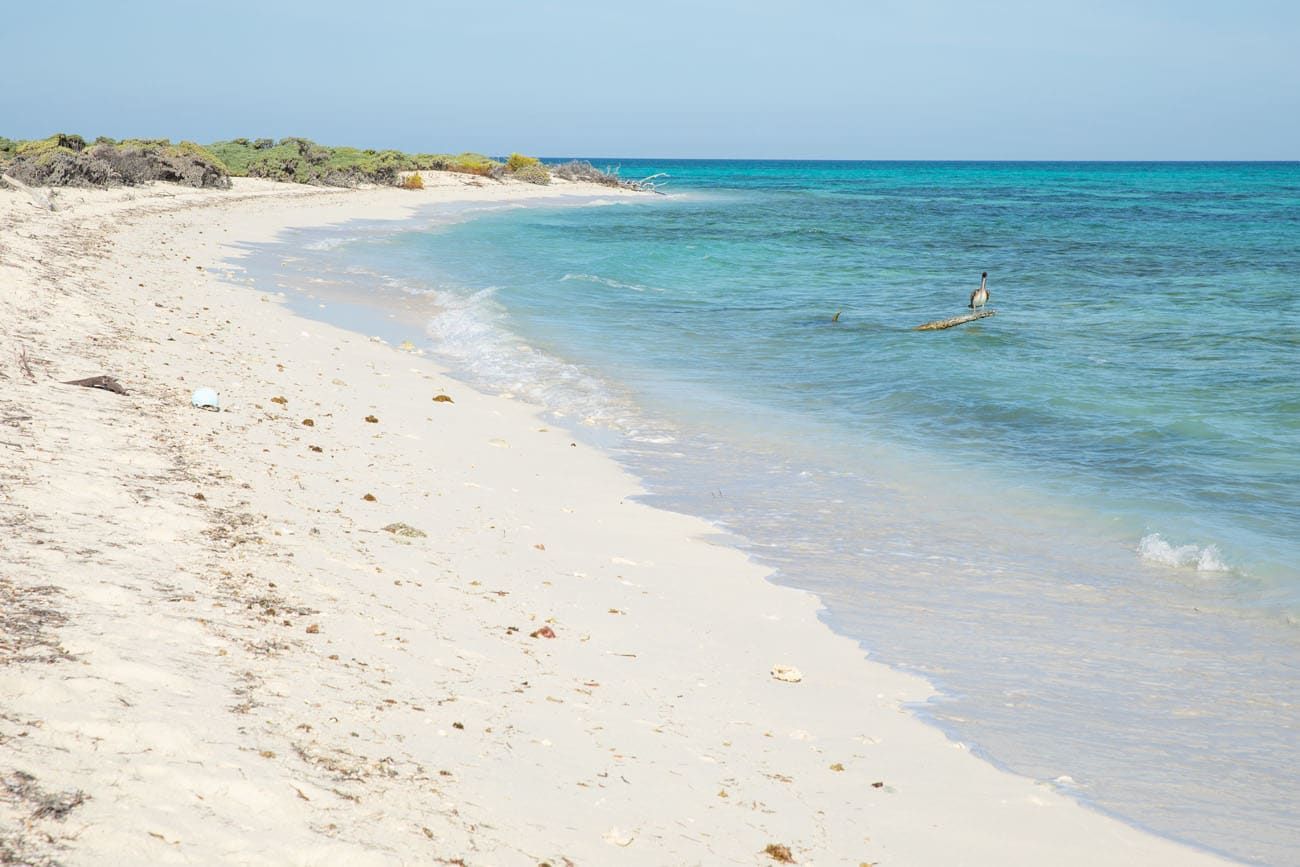 Birdwatching things to do in Dry Tortugas
