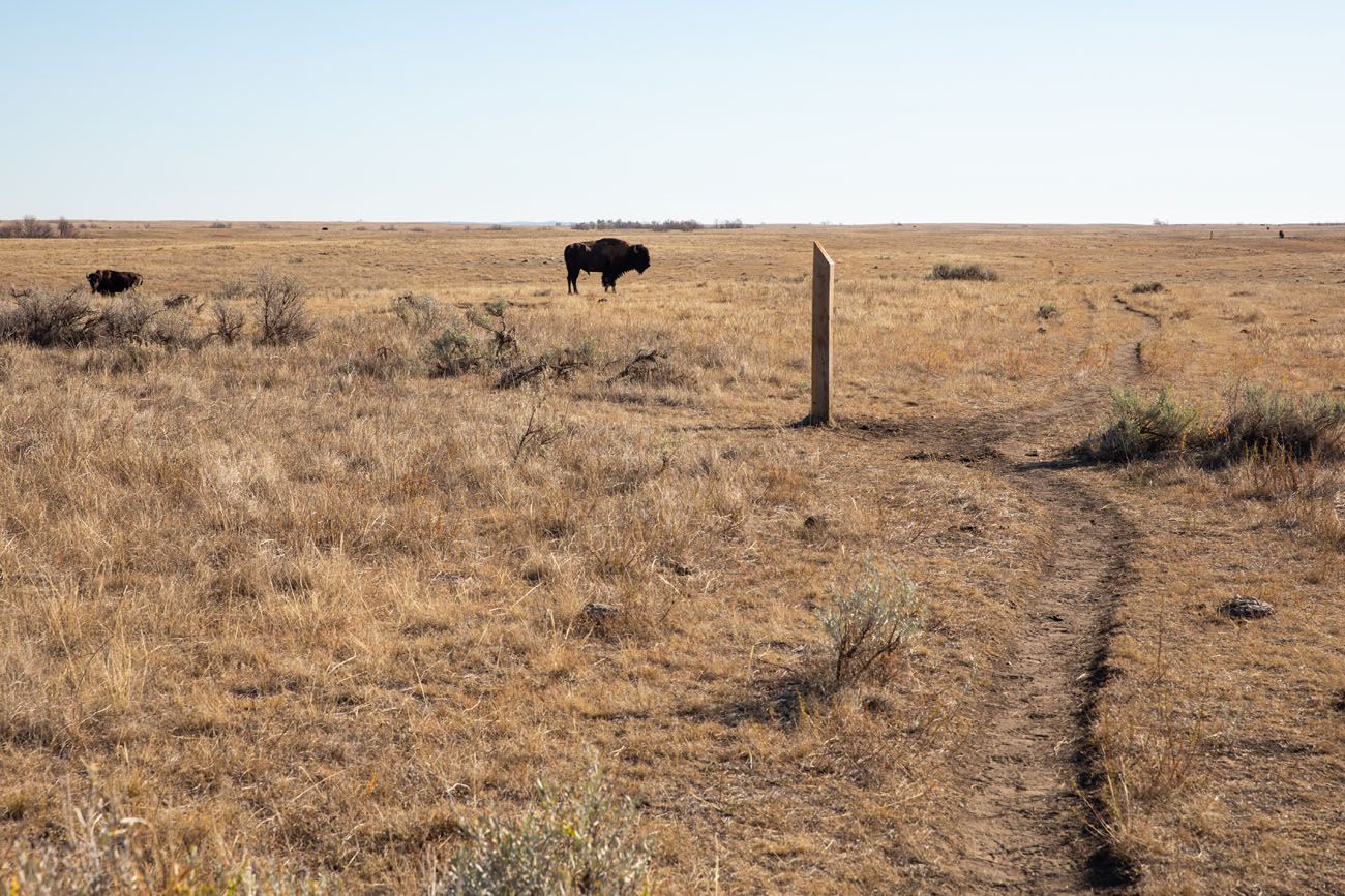 Bison on the Trail