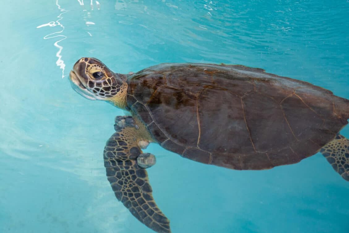 Fibropapillomatosis Sea Turtle | Earth Trekkers