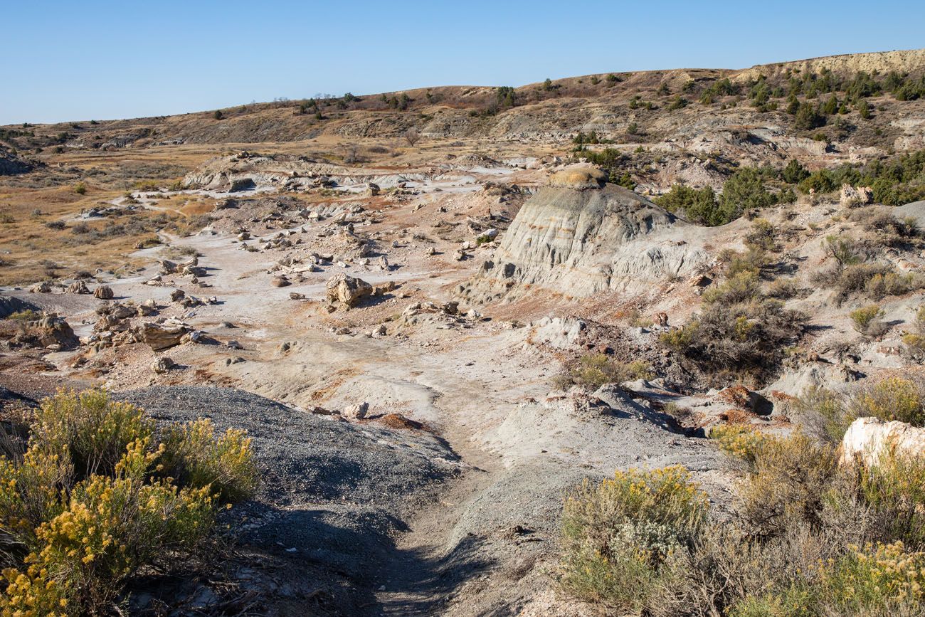 North Area Petrified Forest