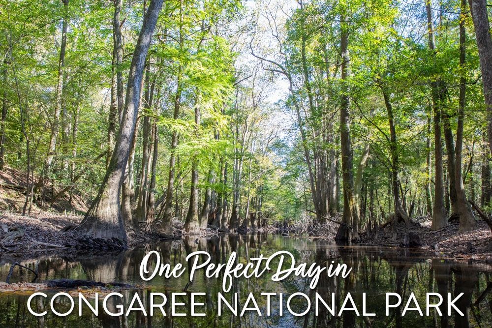 One Day in Congaree