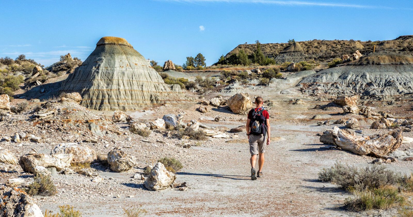 Petrified Forest Trail Guide