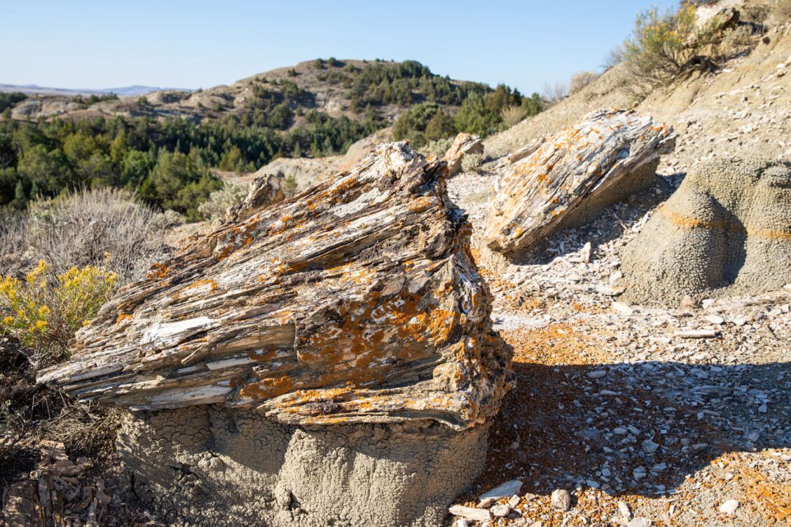 How to Hike the Petrified Forest Trail in Theodore Roosevelt National ...