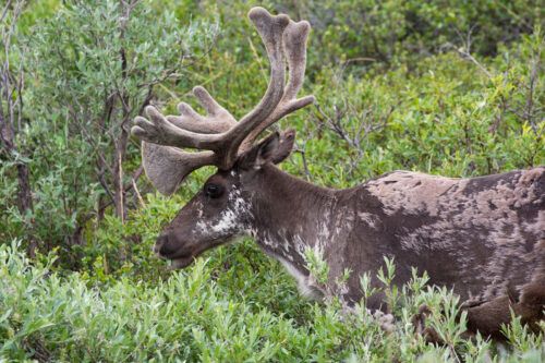 16 Best Things to Do in Denali National Park – Earth Trekkers