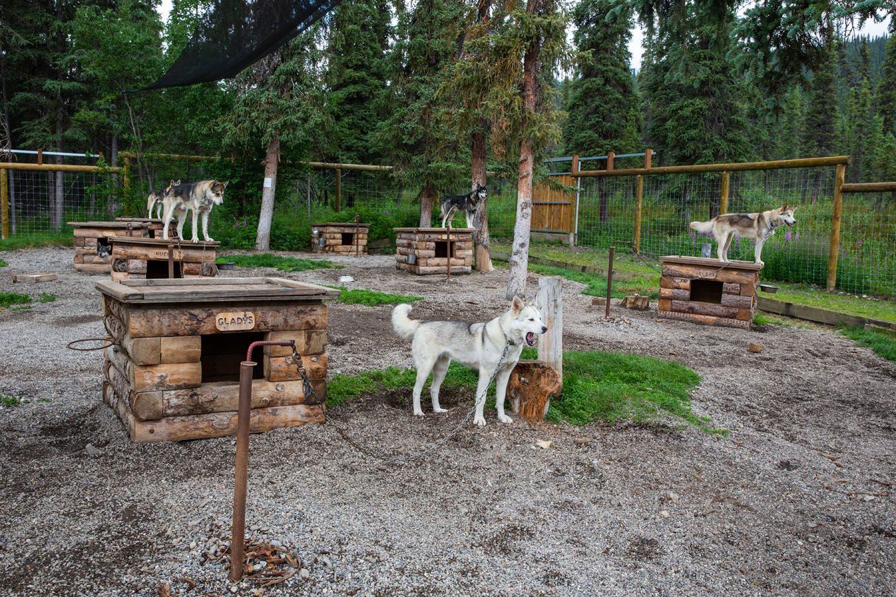 Denali Sled Dogs things to do in Denali National Park