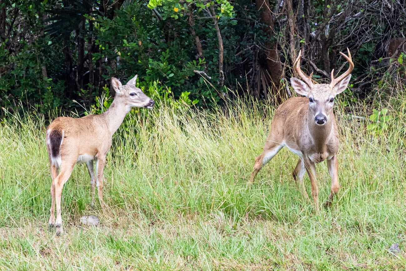 Key Deer