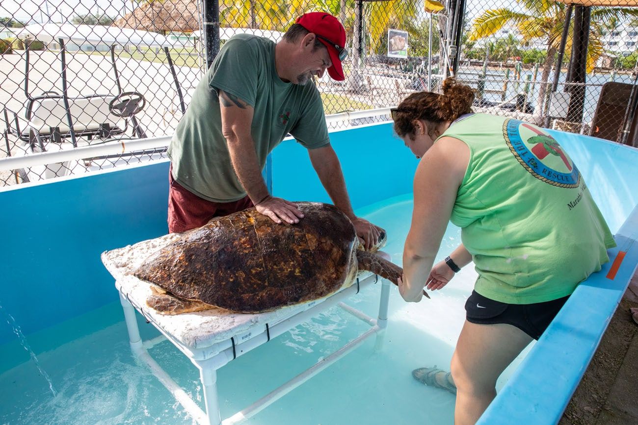 Sea Turtle Physical Therapy