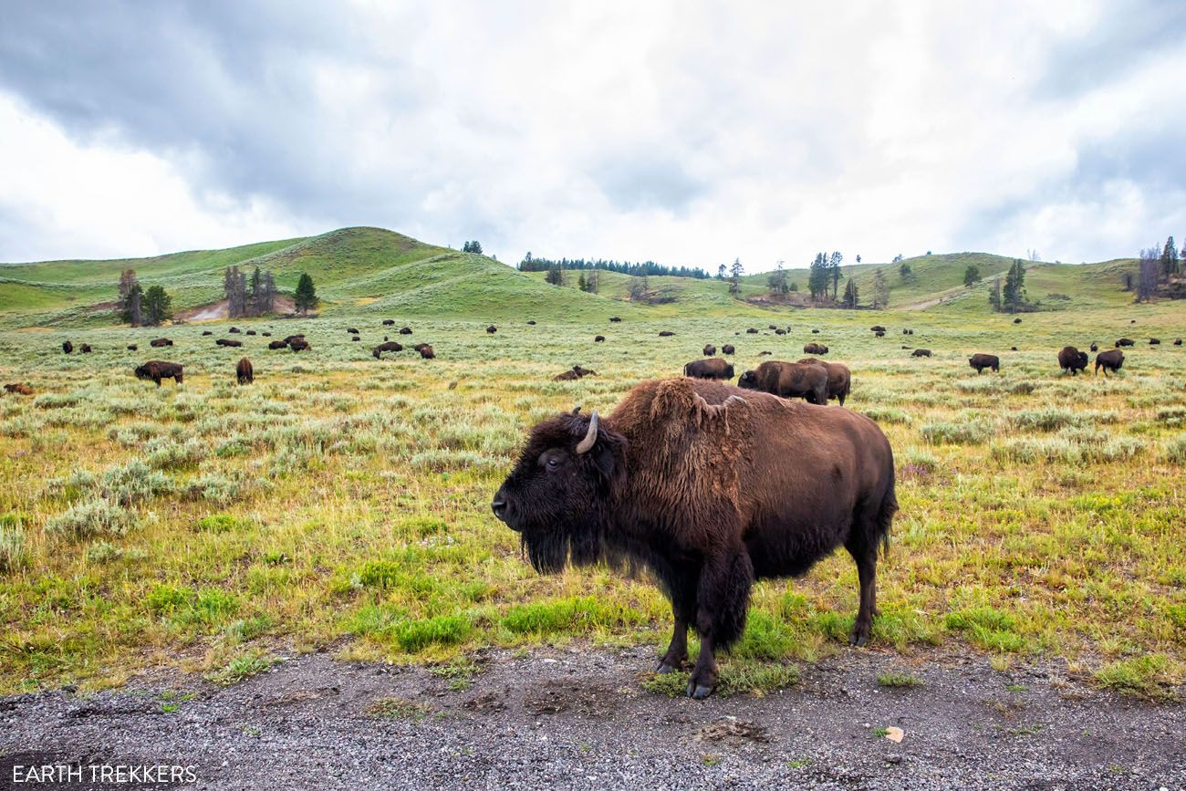 Yellowstone Bison | Best National Parks in June