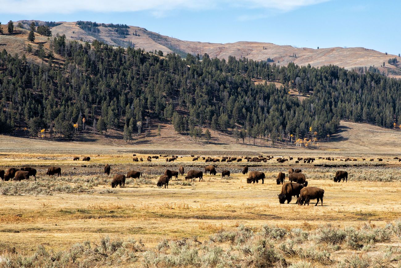Bison Lamar Valley | Best National Parks in October