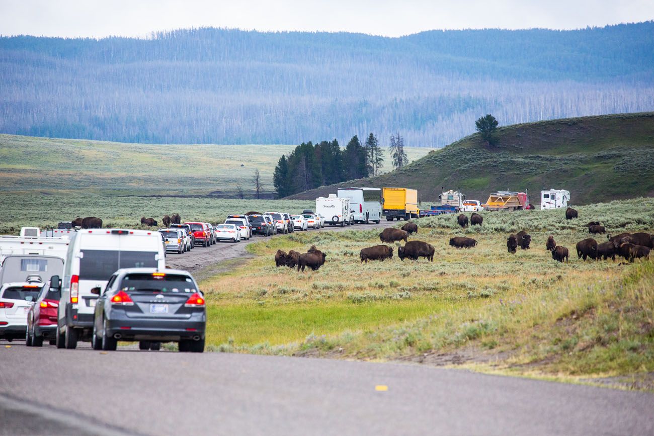 Bison Traffic Jam Yellowstone and Grand Teton itinerary