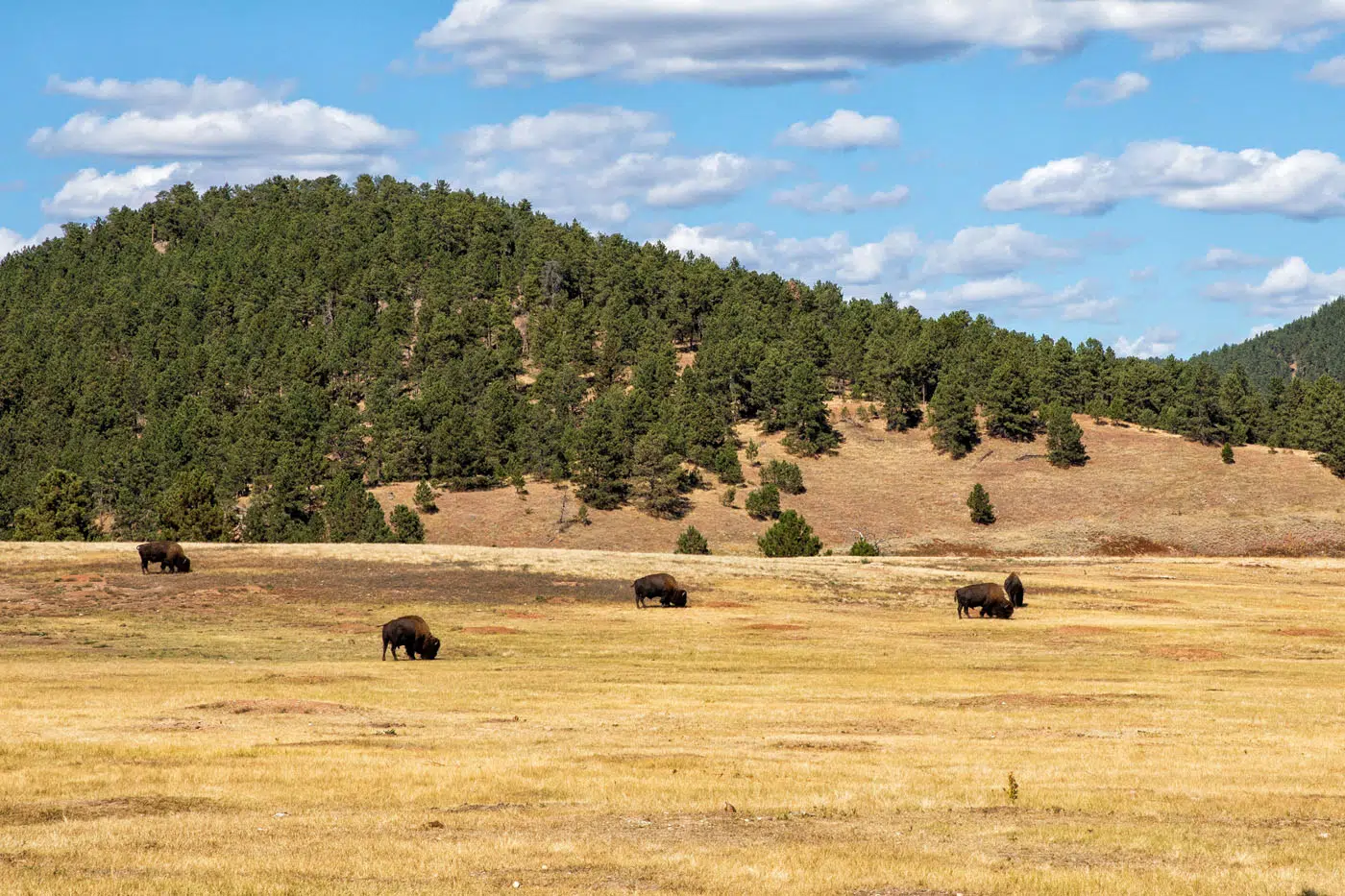 Bison in Wind Cave | Best National Parks in May