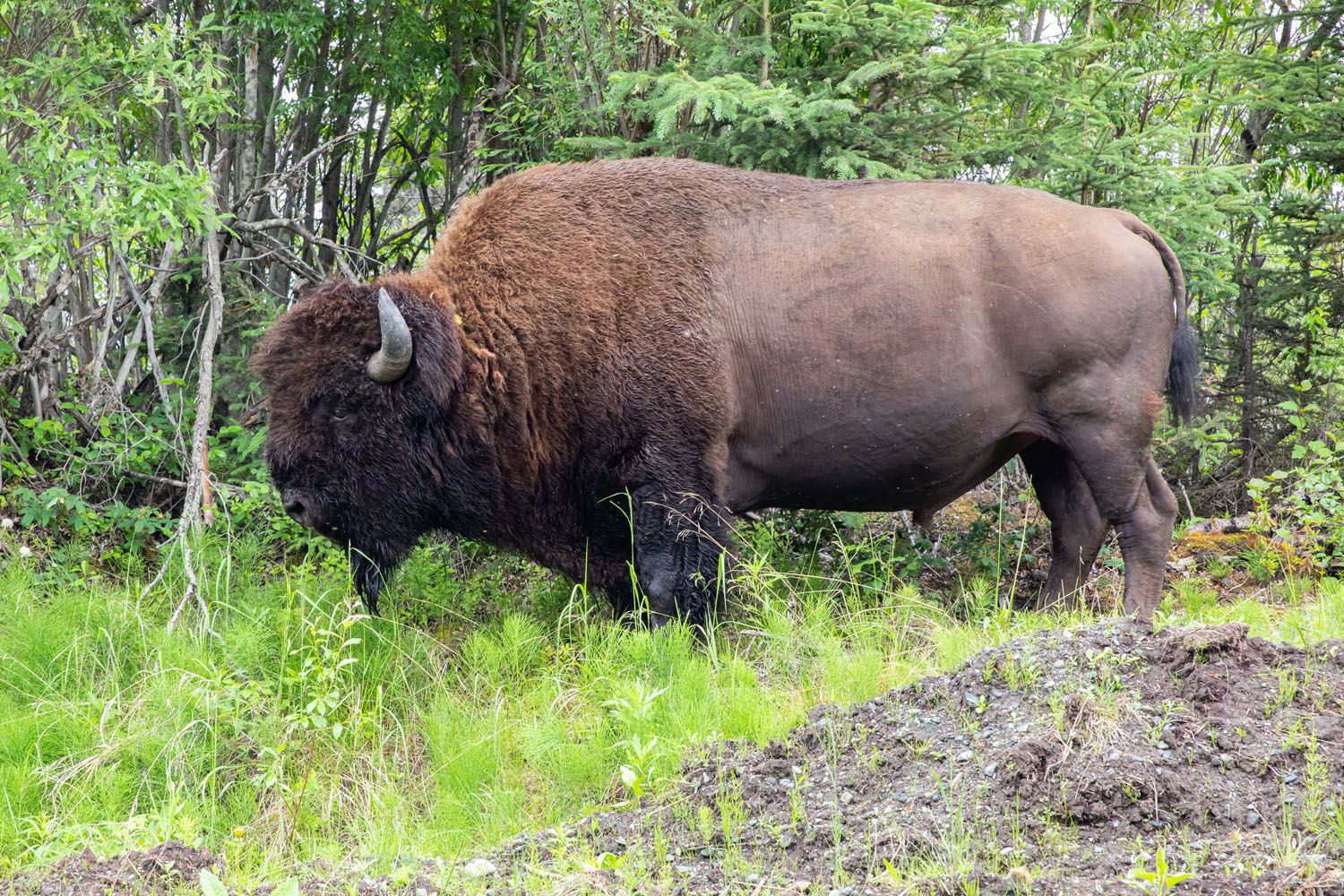 Bison in Wrangell St Elias