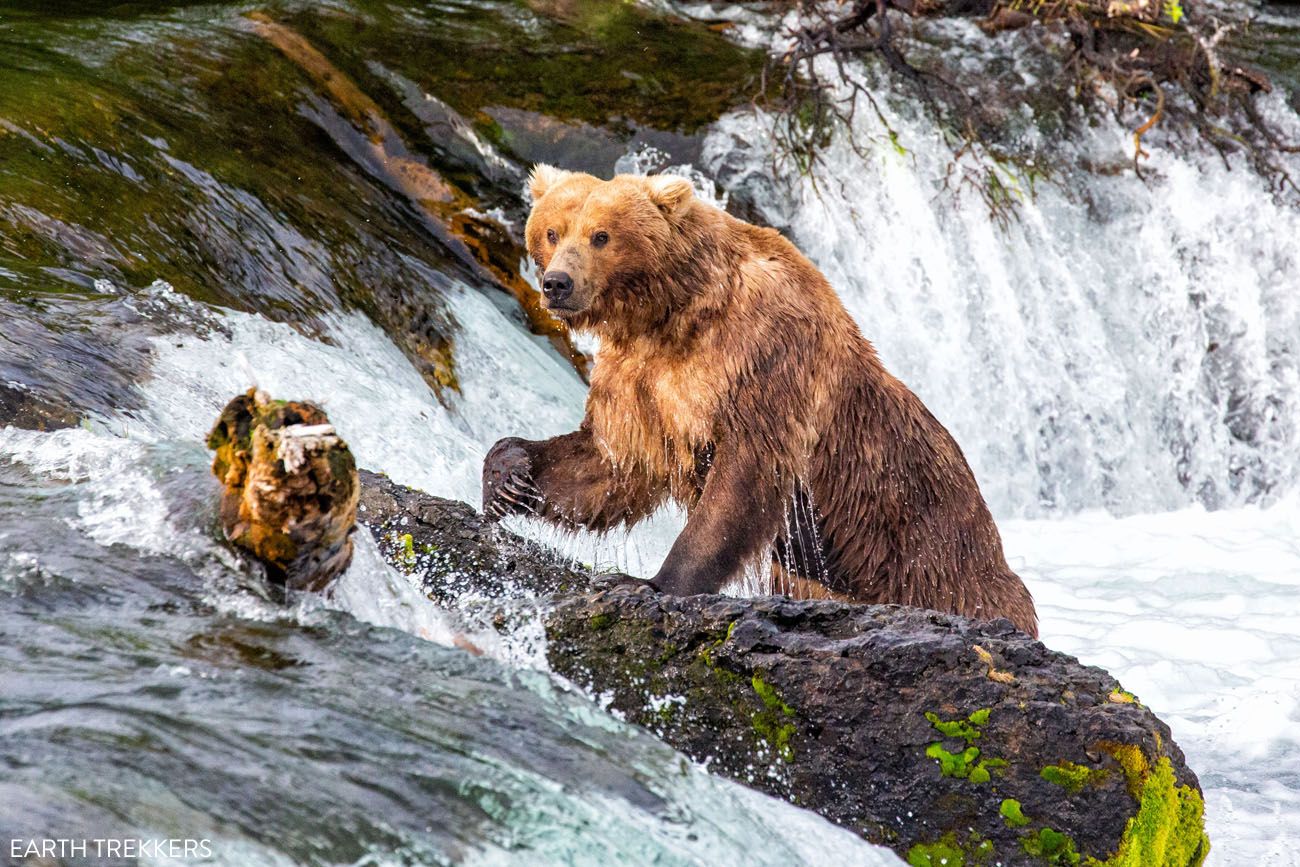 Brooks Falls | Best National Parks in July