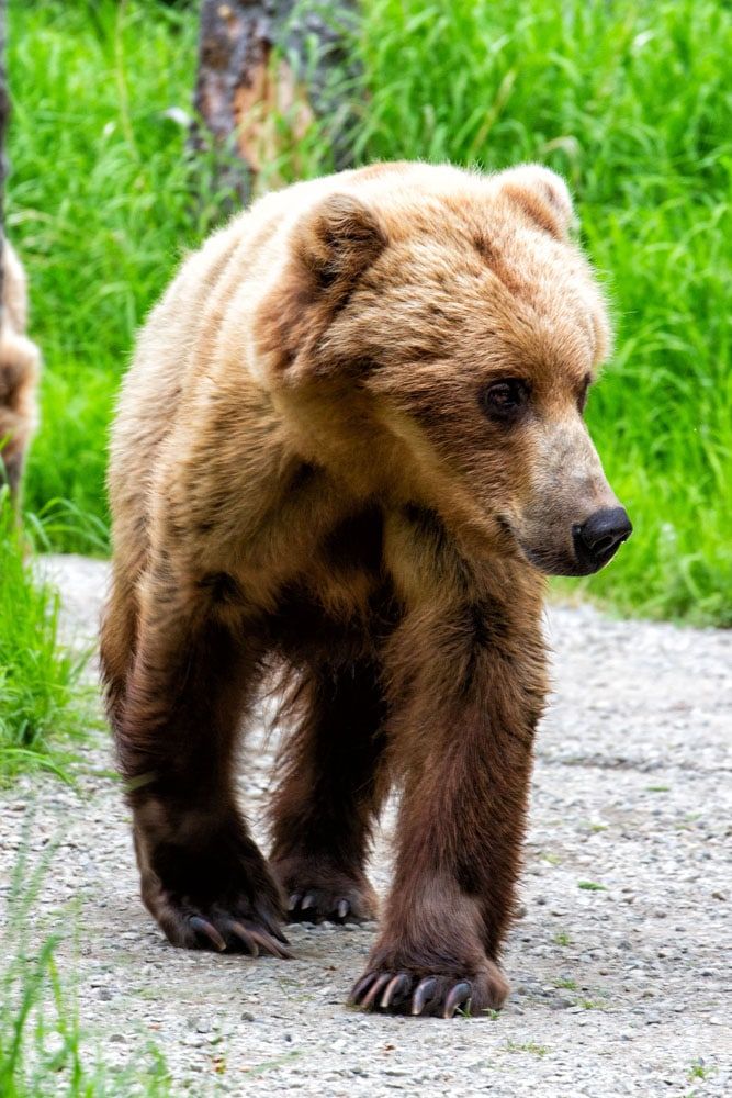 Brown Bear best national parks