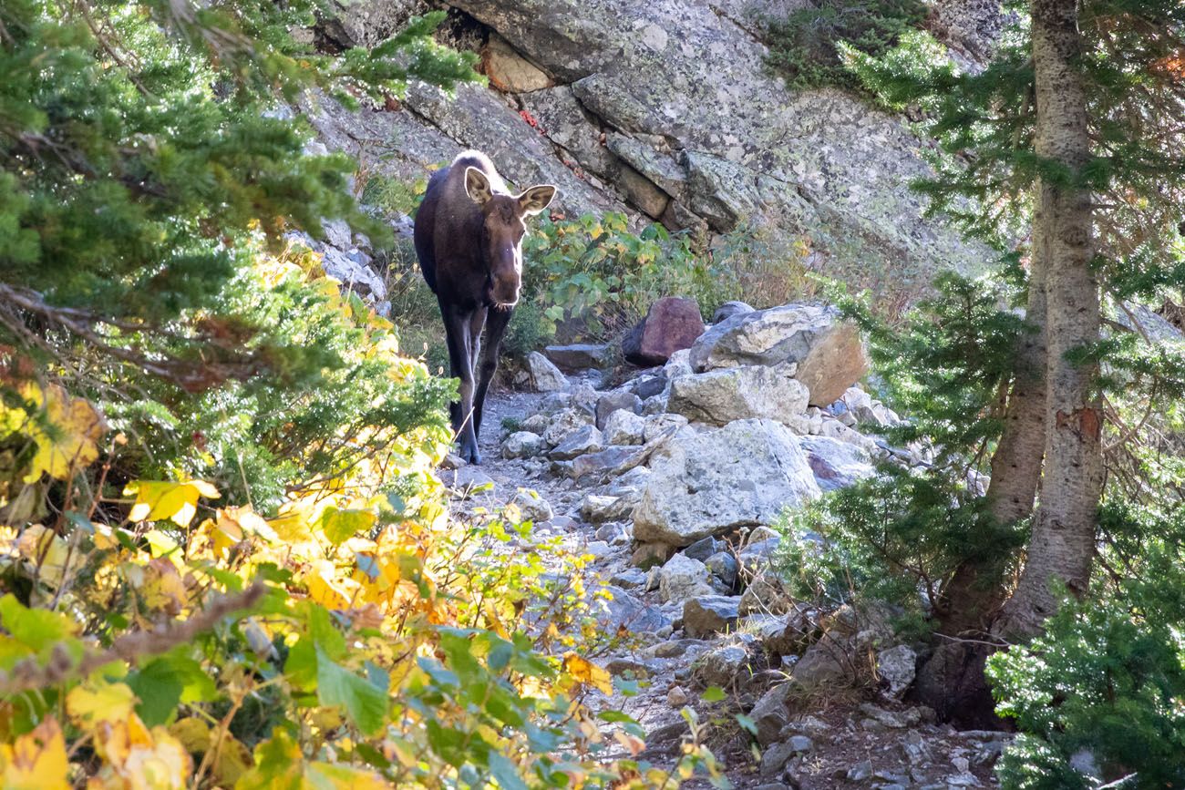 Moose in Grand Teton Yellowstone and Grand Teton itinerary