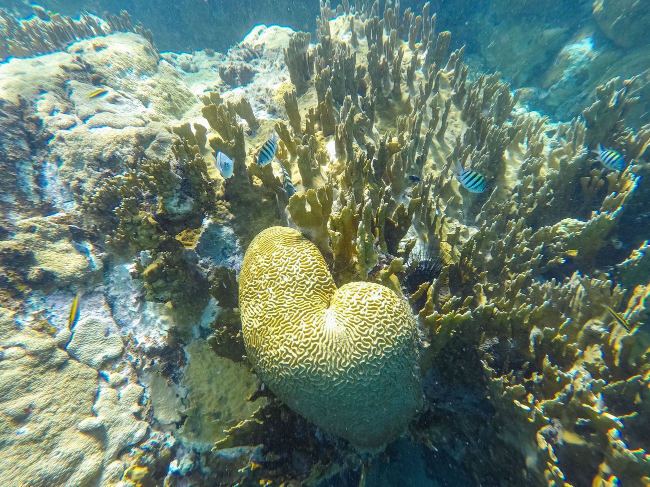 Snorkeling at Turtle Cove