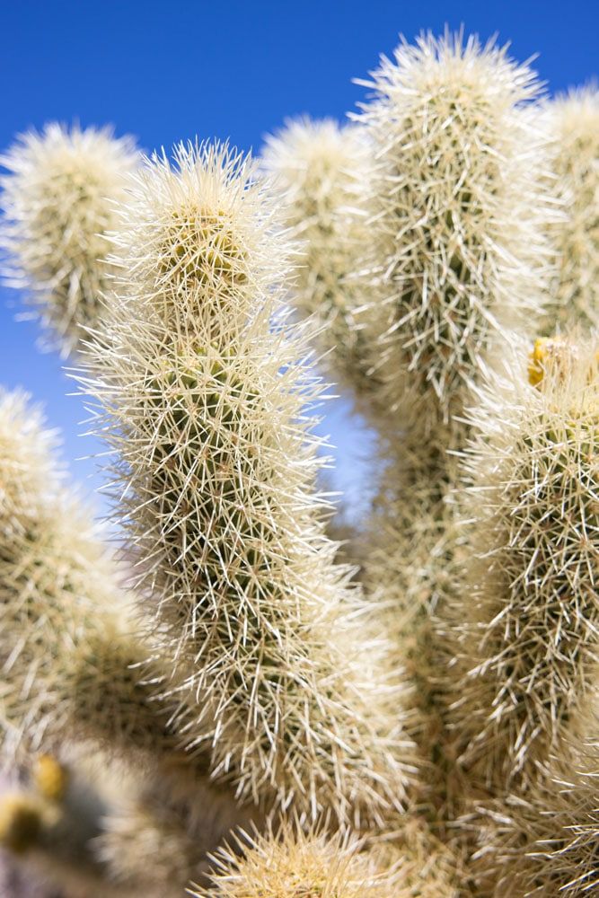 Cactus best things to do in Joshua Tree