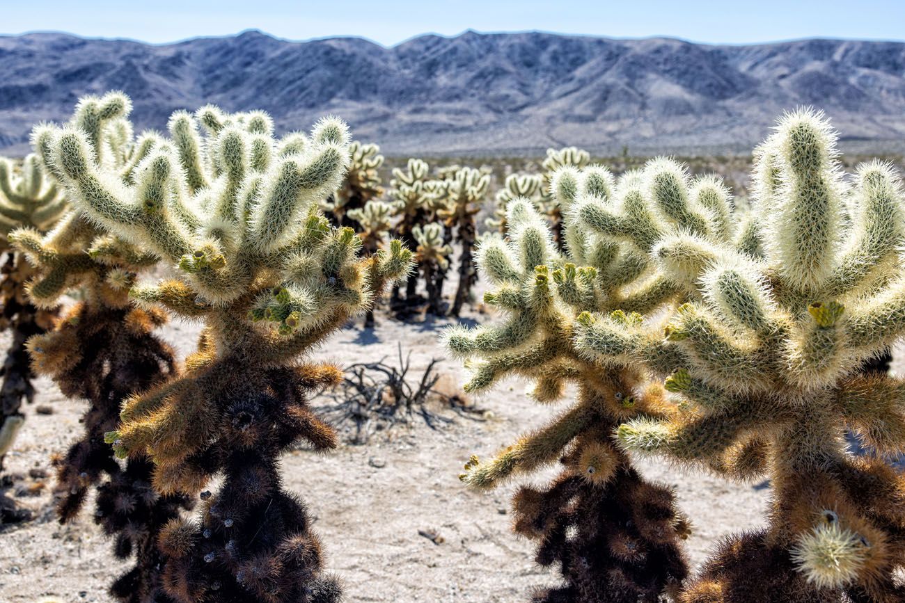 Cholla Cactus Garden best national parks in January