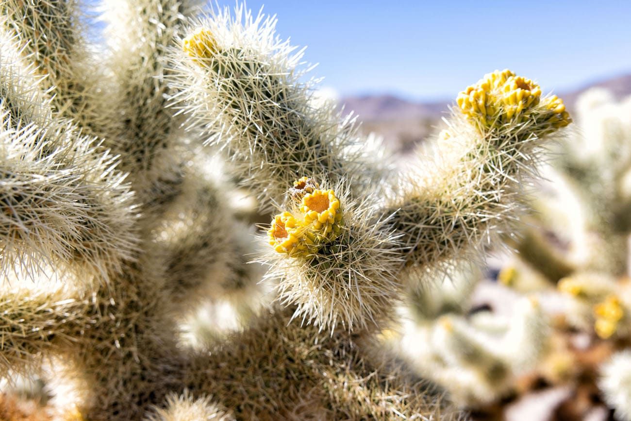 Cholla Cactus best things to do in Joshua Tree