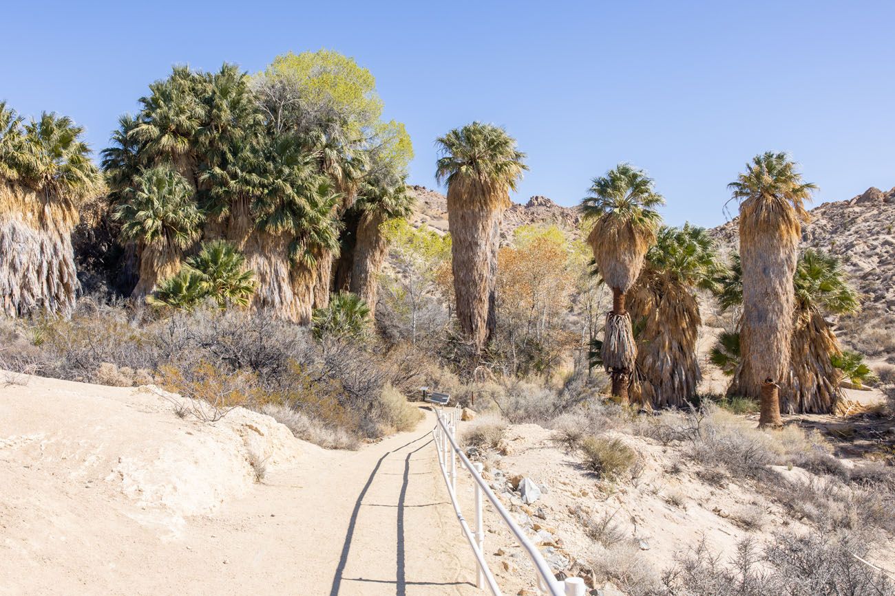 Cottonwood Spring best things to do in Joshua Tree