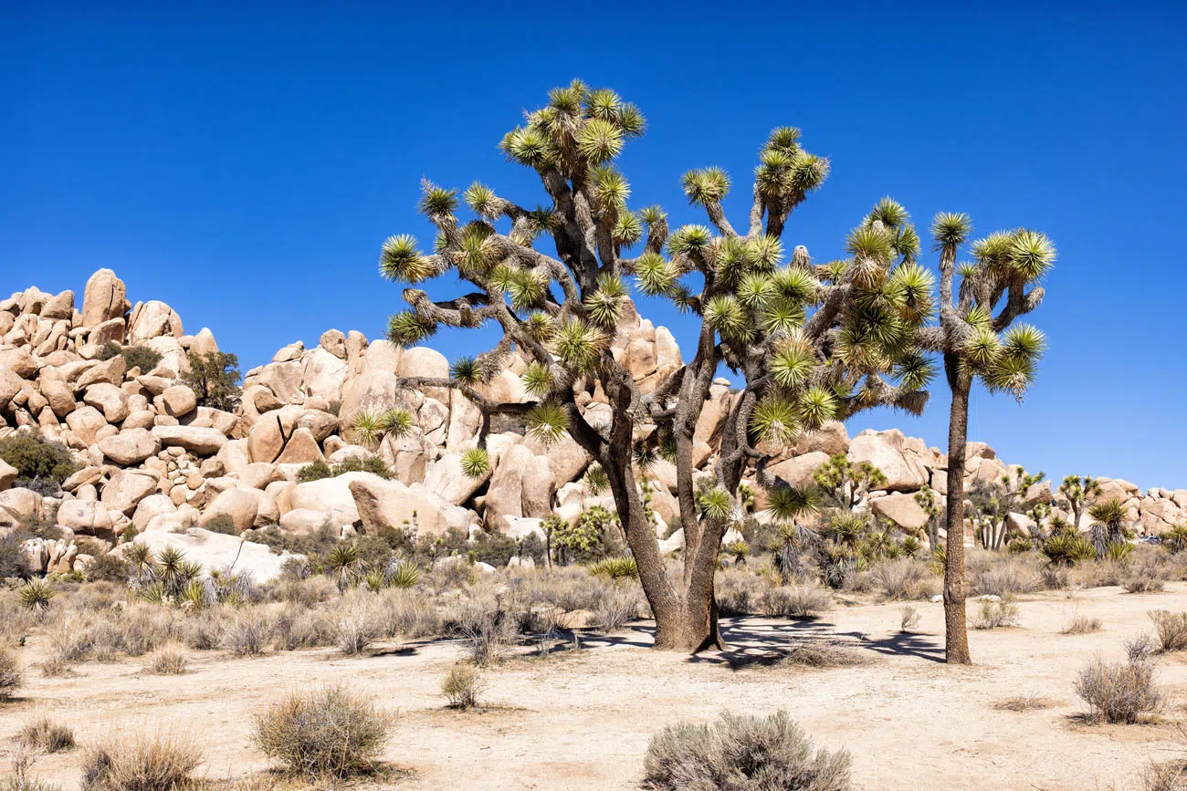 Joshua Tree best national parks in January
