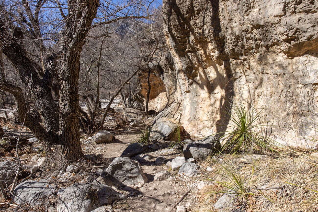McKittrick Canyon in March