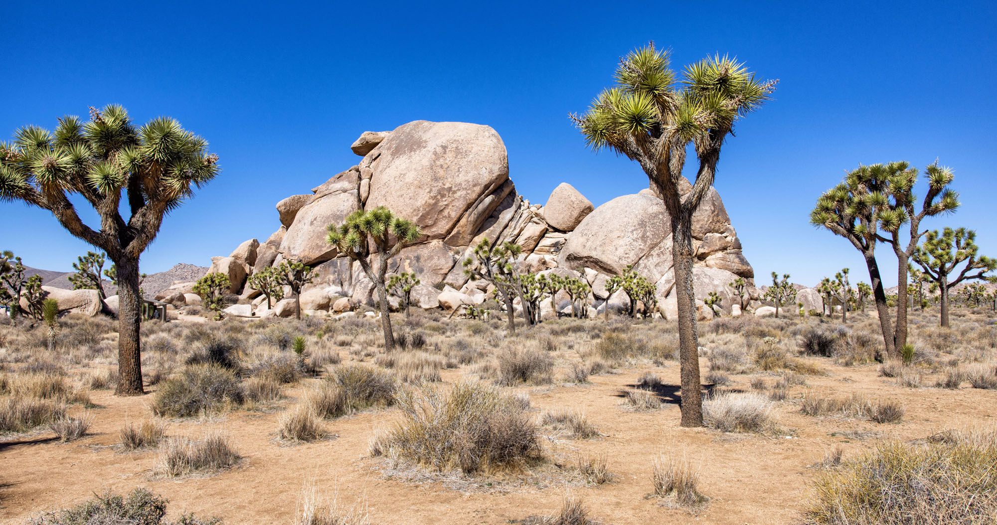 Featured image for “Top 10 Things to Do in Joshua Tree National Park (+ HELPFUL Tips)”