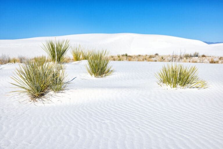 11 Amazing Things To Do In White Sands National Park – United States 