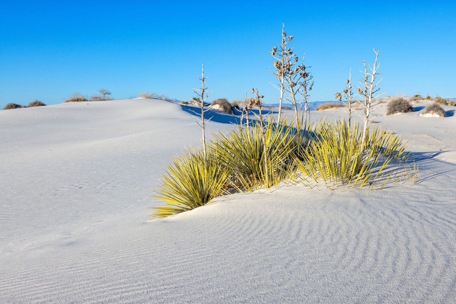 White Sands Plants