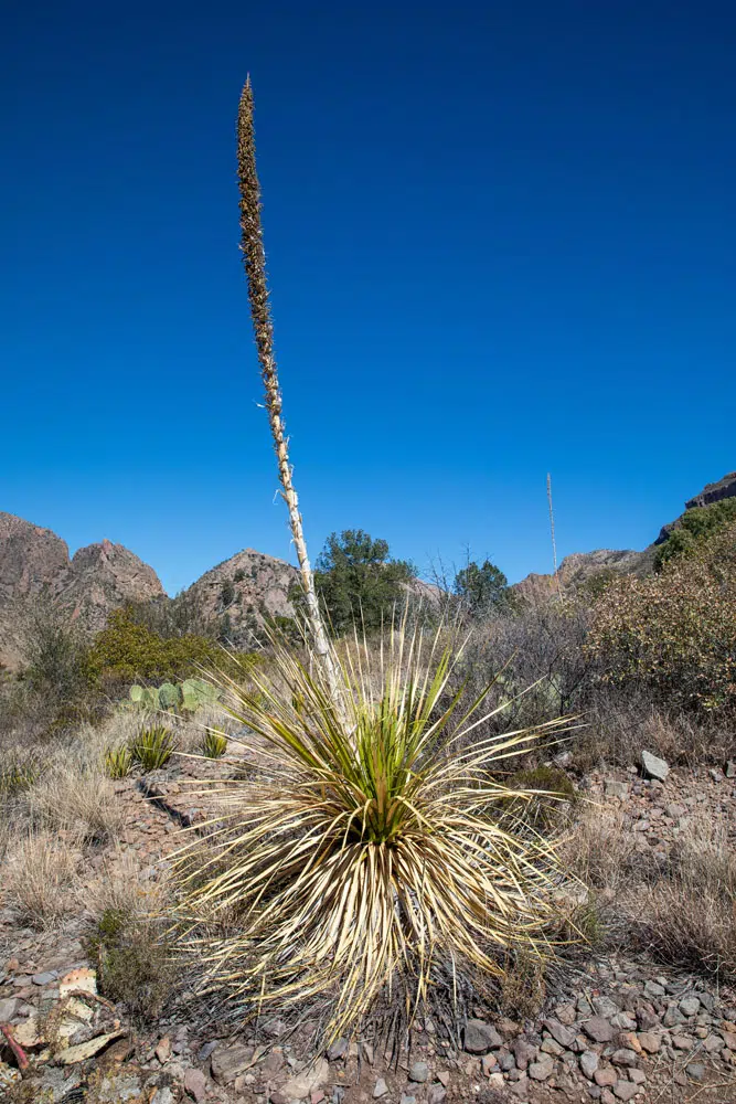 Yucca Plant