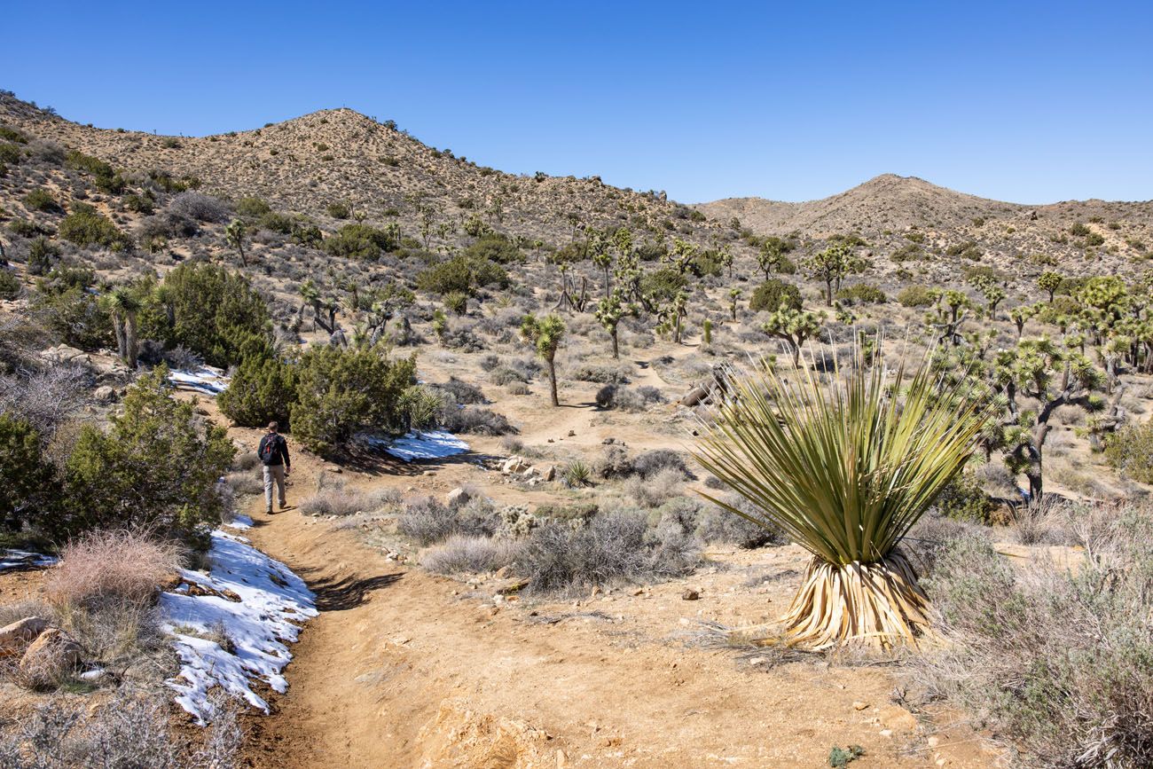 Black Rock Canyon Trail best hikes in Joshua Tree