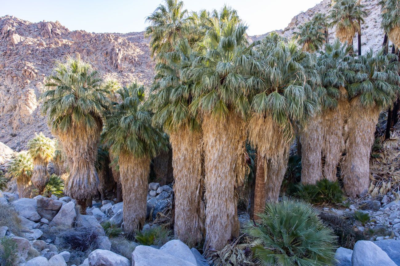 Fortynine Palms best hikes in Joshua Tree