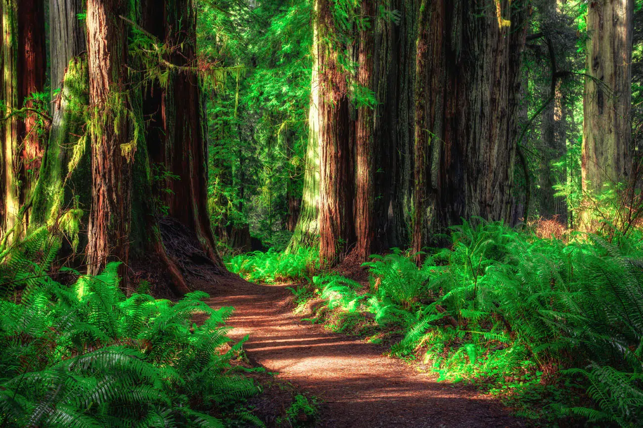 Redwood | Best National Parks in May