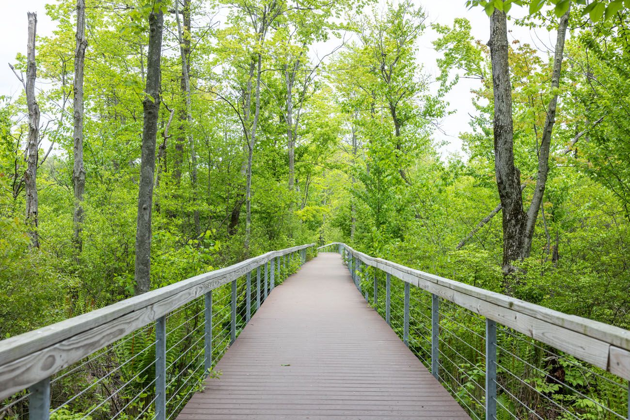 Cowles Bog Trail Boardwalk | Best Things to Do in Indiana Dunes