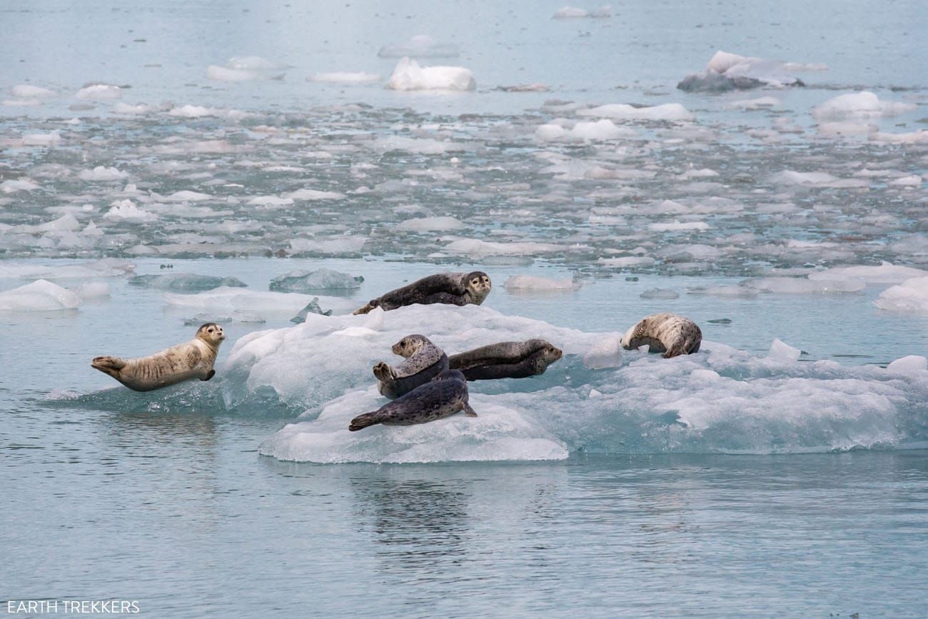 Harbor Seals Alaska