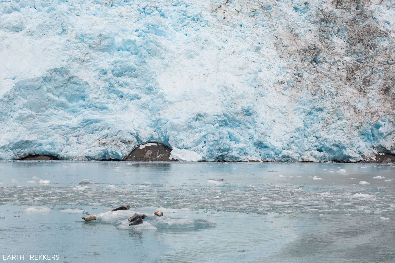 Kenai Fjords Glacier and Harbor Seals
