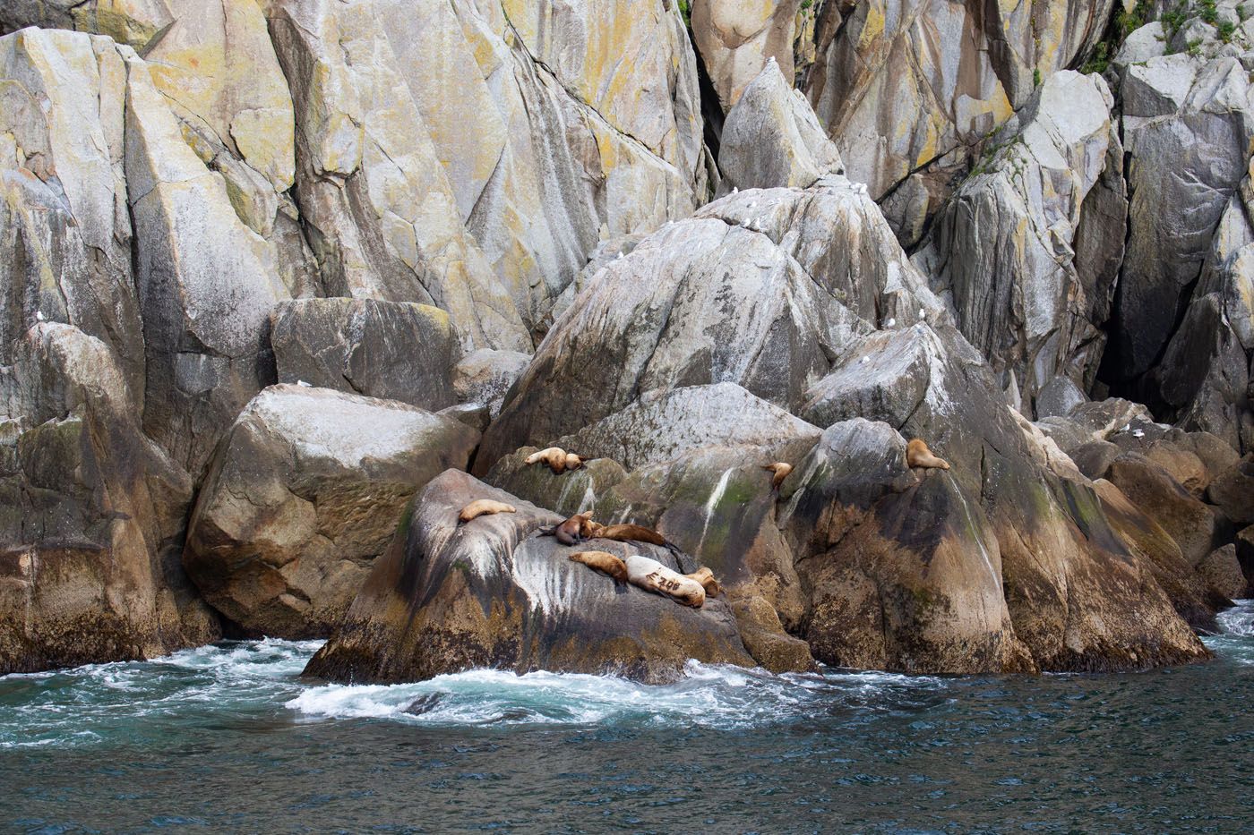 Kenai Fjords Sea Lions | Northwestern Fjord Cruise