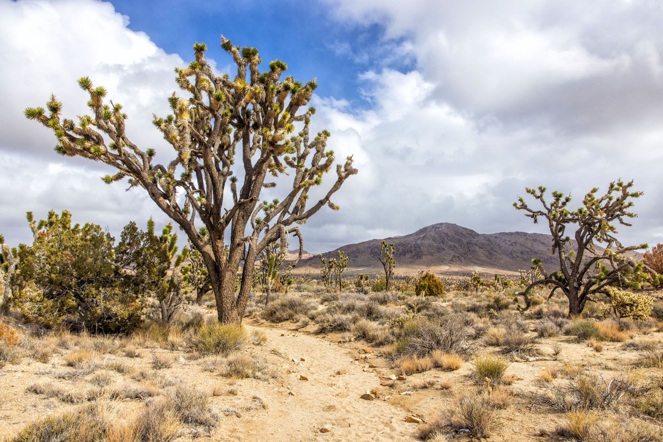 Mojave National Preserve Hiking Photo