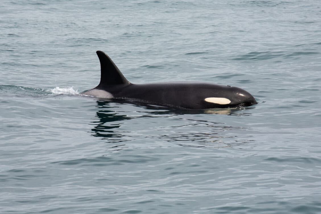 Northwestern Fjord Cruise in Kenai Fjords: Photos, Map & Is It Worth It ...