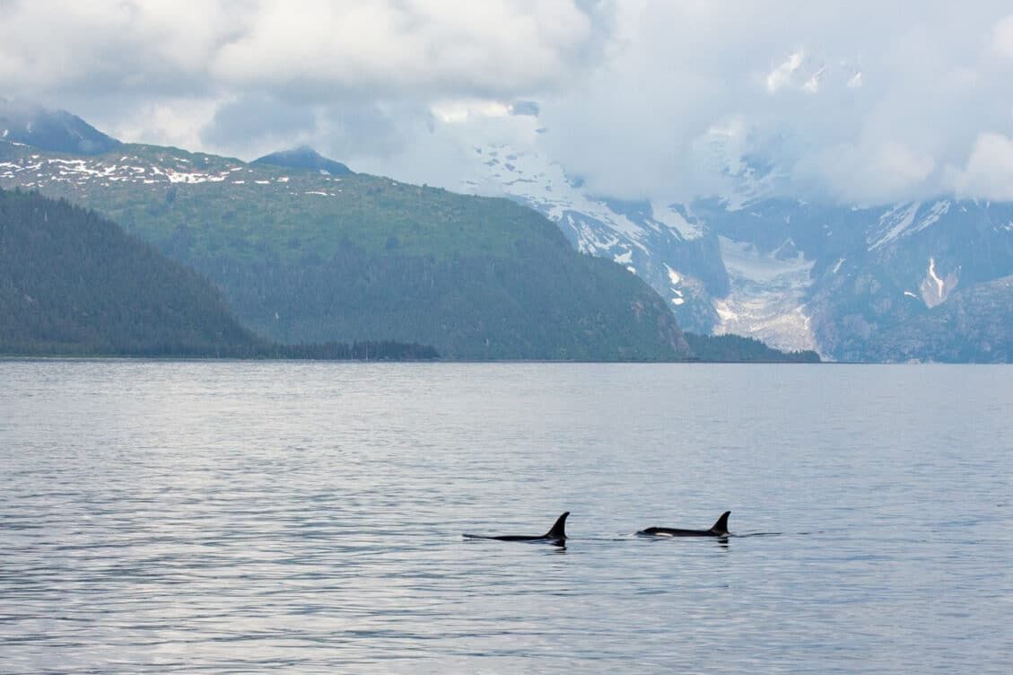 Northwestern Fjord Cruise in Kenai Fjords: Photos, Map & Is It Worth It ...