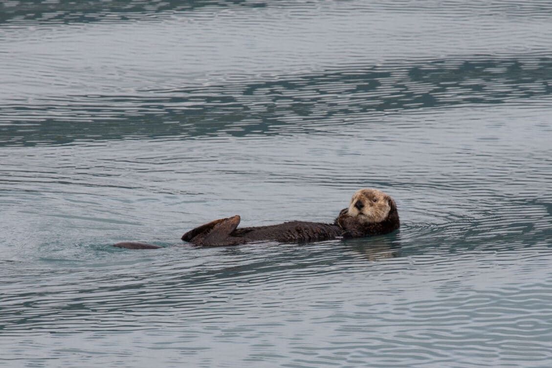 Northwestern Fjord Cruise in Kenai Fjords: Photos, Map & Is It Worth It ...