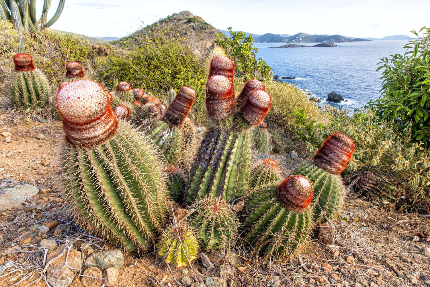 Cacti at Ram Head Point