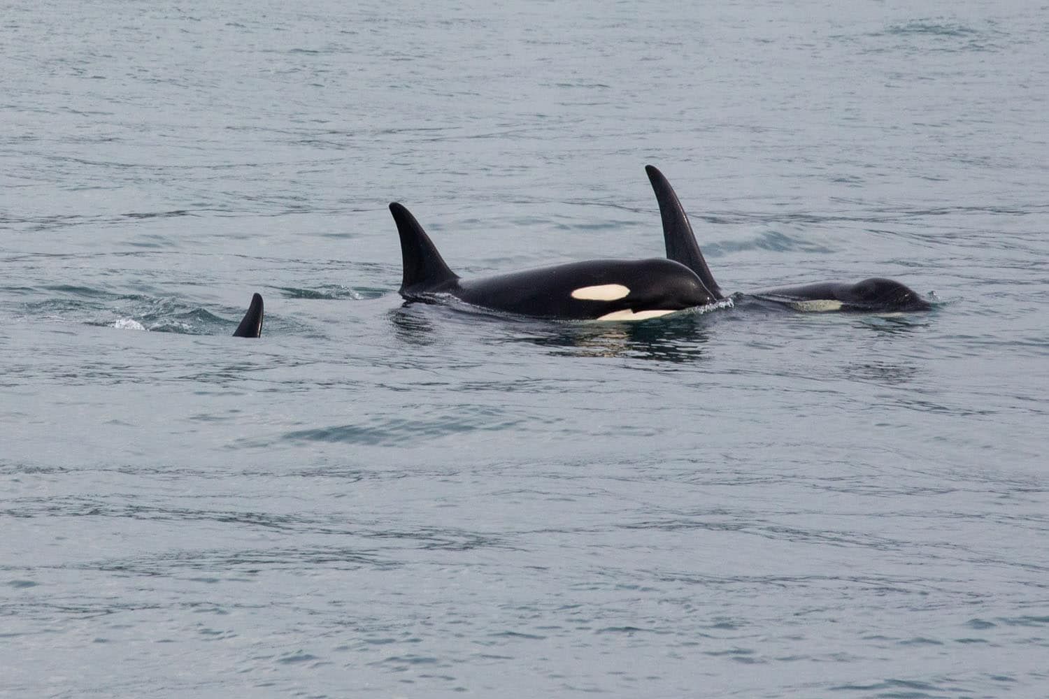 Orcas Kenai Fjords National Park
