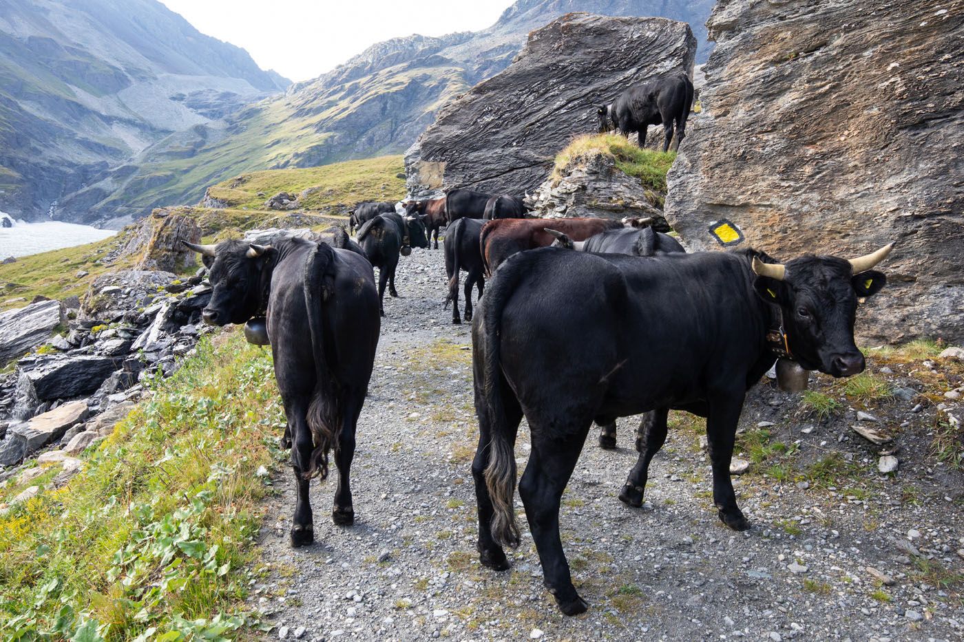 Cows Haute Route